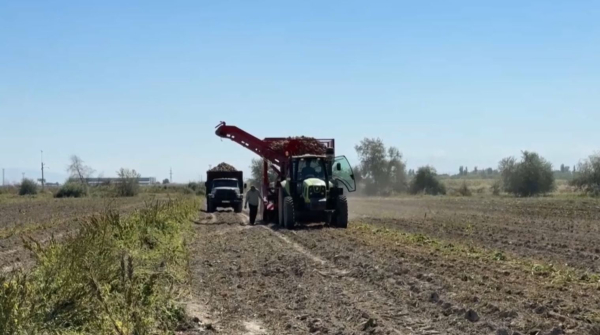 Посевы сахарной свеклы могут сократить в Жамбылской области