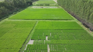 Рисовый кризис в Тайланде: потери зерна могут составить 9 млн тонн