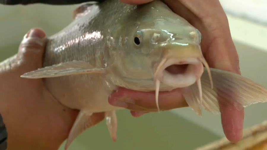 Қызылорда облысында ескі балық тоғандары жаңғыртылып жатыр