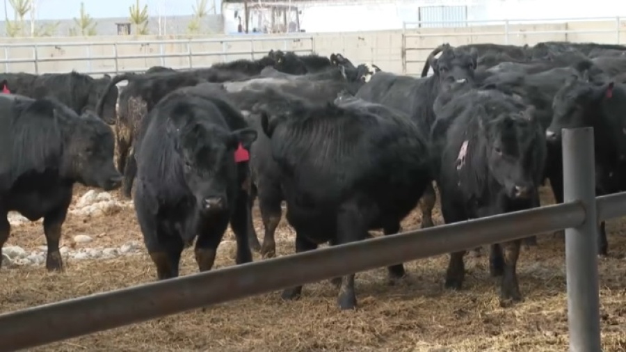 Мясное животноводство активно развивают в Жетысу