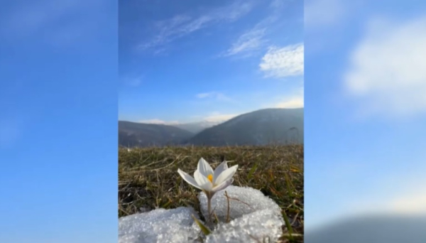 Посреди зимы зацвели подснежники в горах Алматы