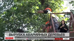 Аварийные деревья продолжают вырубать в Алматы