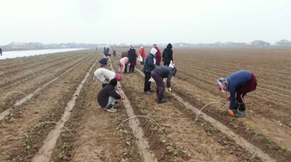 Түркістан облысында қырыққабат егу науқаны басталды