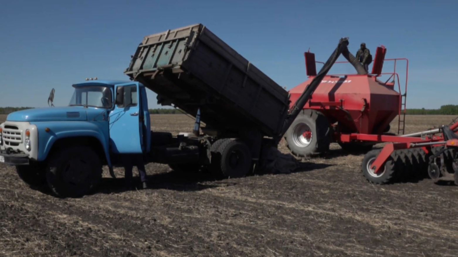 СҚО-да 4,5 млн гектар алқапқа дәнді дақыл егілді