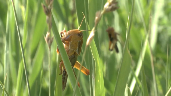 В Казахстане завершены защитные мероприятия против саранчи