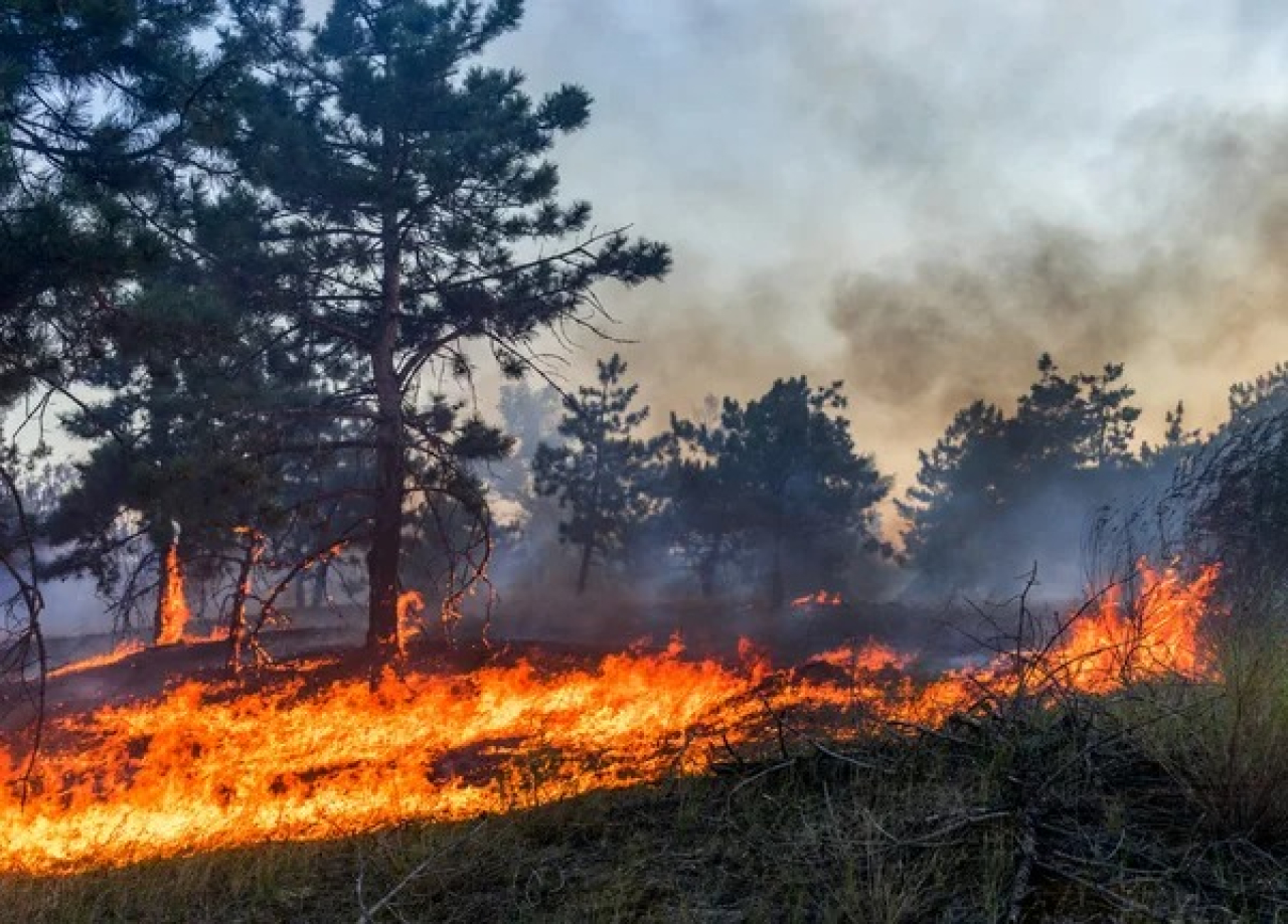 ШҚО ормандарында өрт қаупінің ең жоғары деңгейі жарияланды