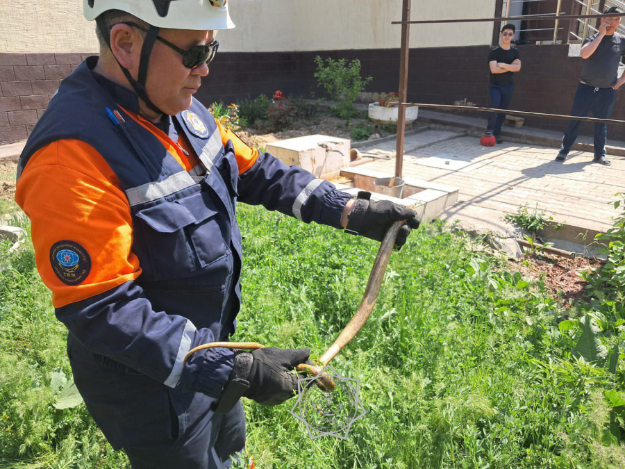 Жительница Шымкента обнаружила змею в своем дворе