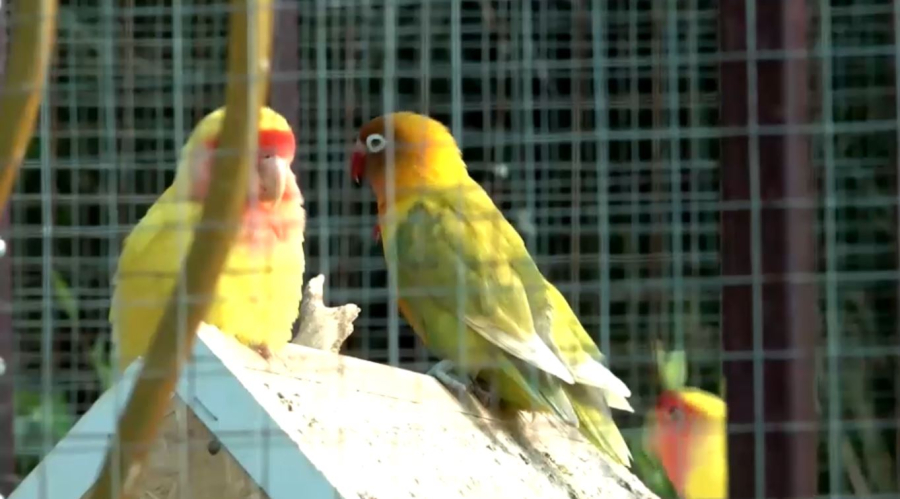 Уникальный ботанический сад создают в пригороде Актау