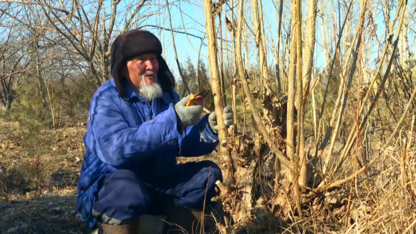 Қызылордалық бағбан 2 миллион ағаш өсірген