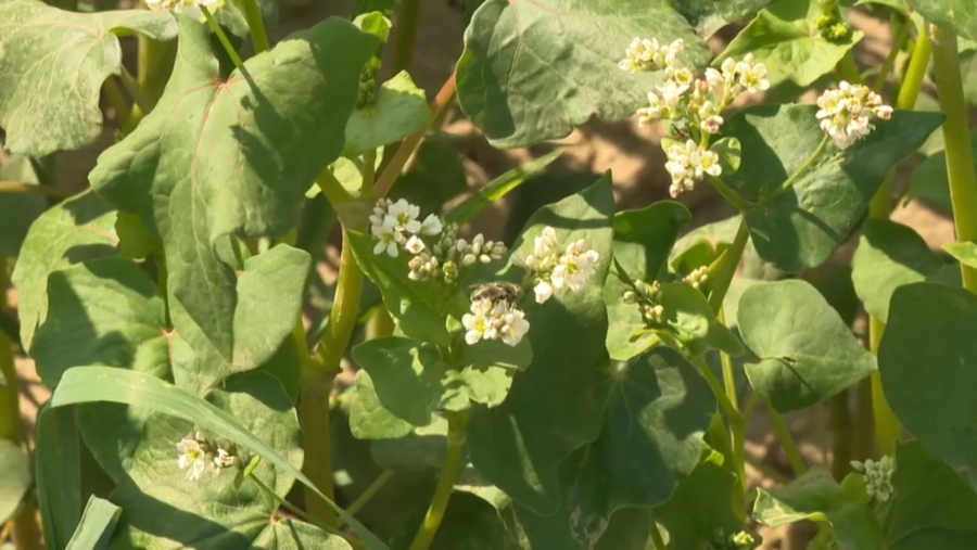 Алматы облысында 50 мың га егістік су үнемдеу технологиясына көшті