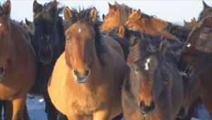 700-килограммовых лошадей выращивают в Бескарагайском районе