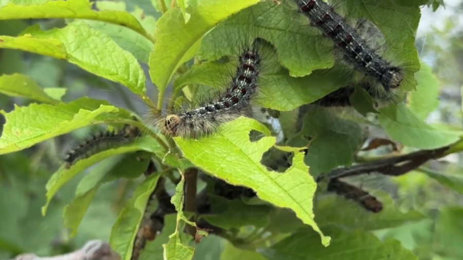 Гусеницы атаковали Восточный Казахстан
