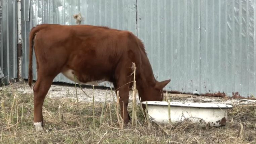 СҚО-да сиыр еті тапшы