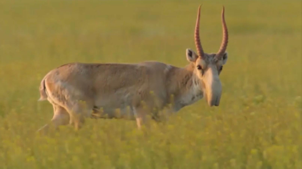 Әуесқой аңшыларға киік атуға рұқсат етілуі мүмкін