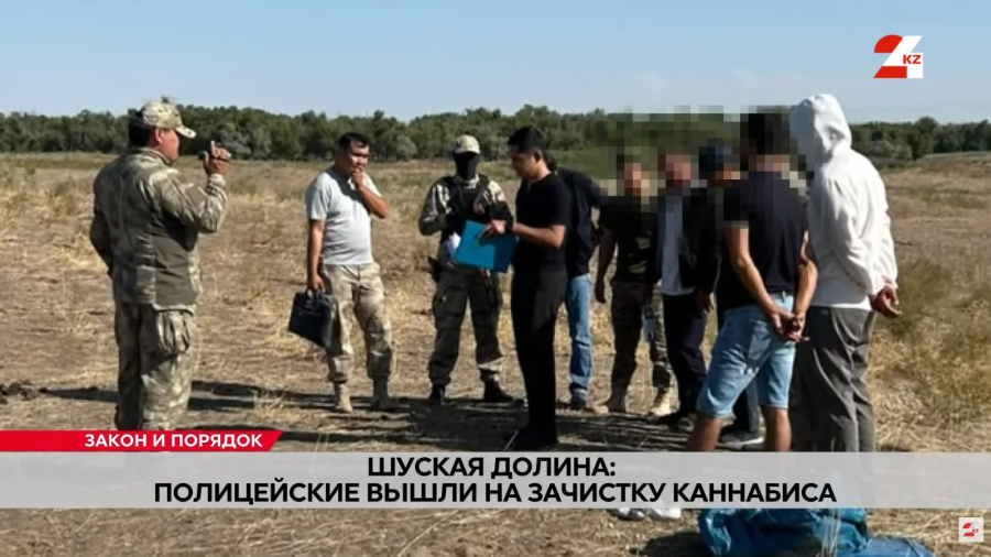 Шуская долина: полицейские вышли на зачистку каннабиса
