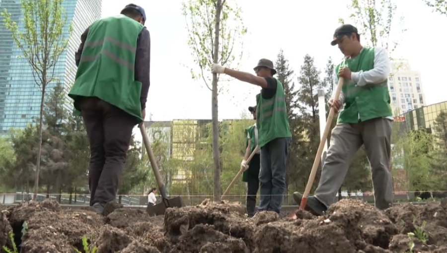 С начала года в Казахстане высадили 225 млн саженцев