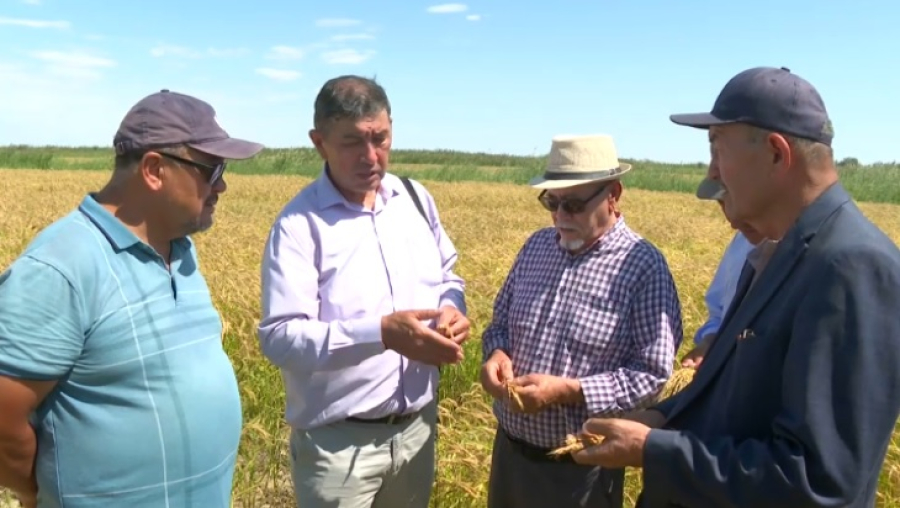 Кызылординским аграриям предложили выращивать отечественный сорт риса