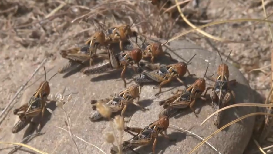 На 40% обработали поля от саранчи в Жамбылской области