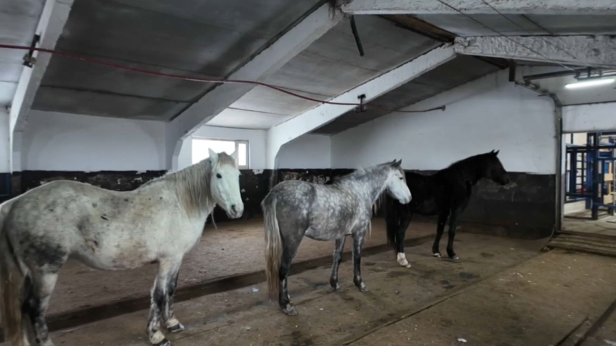 Теріскейде жылқы бағып отырған шаруа қымыз саудасын қыздырды