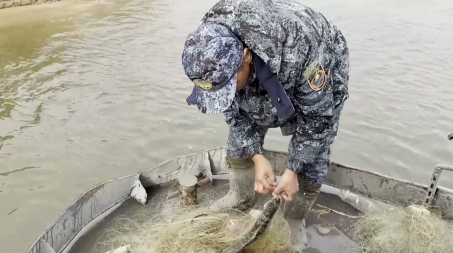 Атырау облысында көксерке балығы көбейіп келеді
