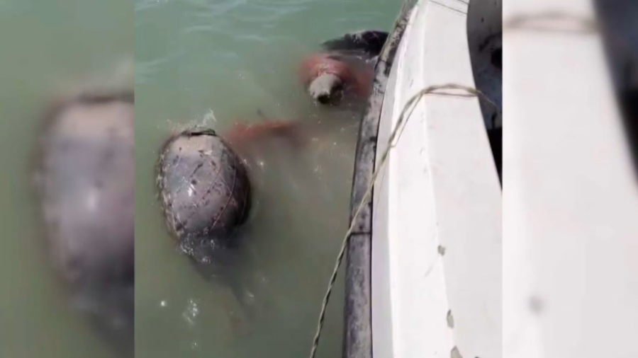 Семь тюленей погибли в браконьерских сетях на Каспии