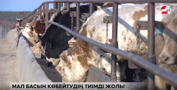 Сиыр өсірем десеңіз...