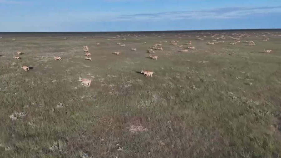 Ақбөкендер қаптап, шаруалар шығынға батты