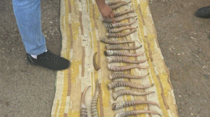 Рога сайги на ₸80 млн изъяли у браконьеров в Актобе