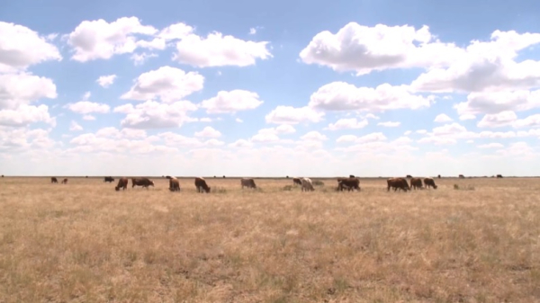 160 тысяч га вернут в госсобственность в Актюбинской области