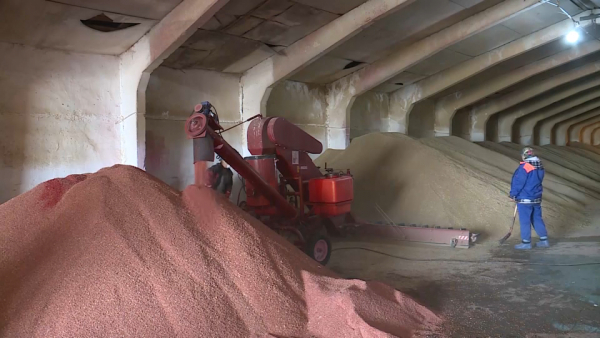 Около 80 тонн пшеницы оказалось под водой в Актюбинской области