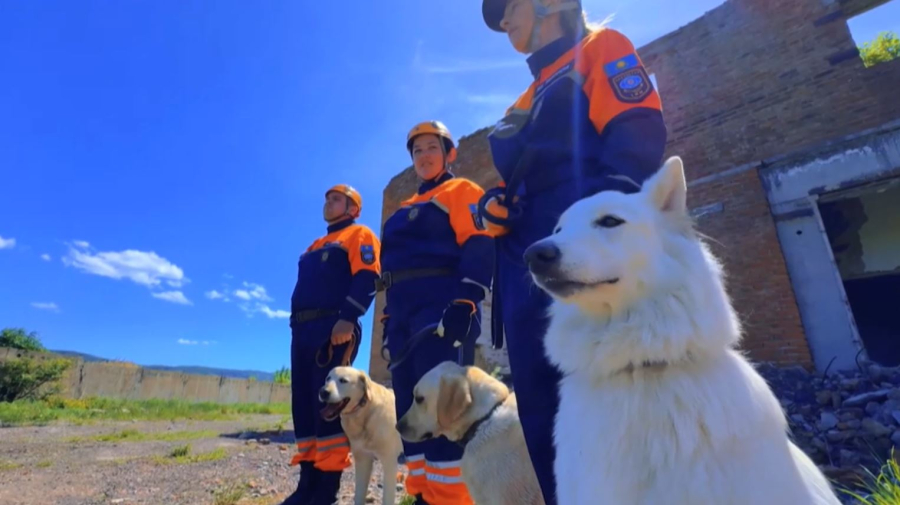 Экзамены для собак-спасателей провели в Усть-Каменогорске