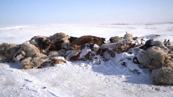 Моңғол даласын жұт жайлады