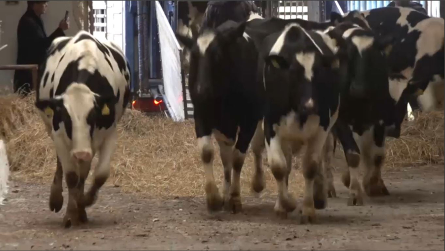 СҚО-ға Ресейден 184 бас асылтұқымды ірі қара әкелінді