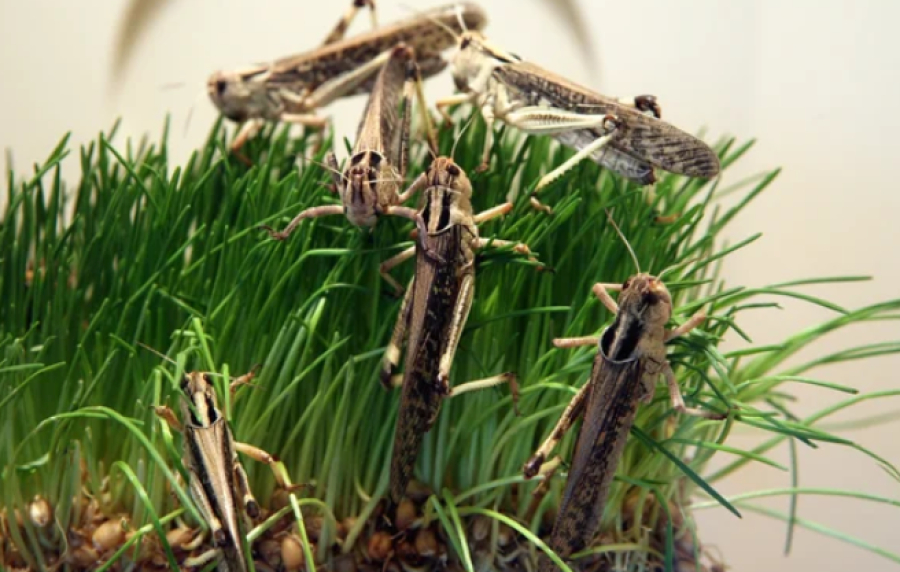 Премьер-министр поручил усилить меры по борьбе с саранчой в двух областях