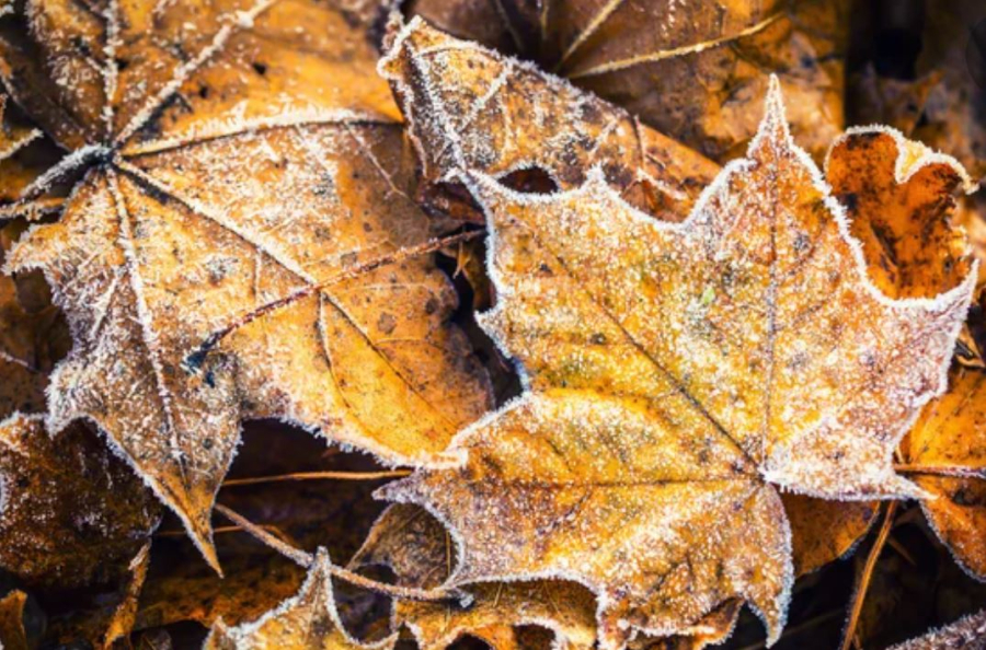 Ночные заморозки ожидаются в Казахстане