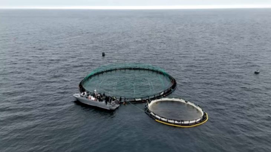 Мальков форели выпустили в Каспийское море