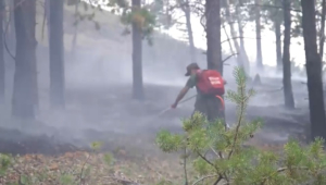 1,2 млрд тенге выделят на предотвращение лесных пожаров