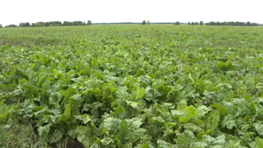 Льготное кредитование весенне-полевых работ в РК увеличилось до ₸700 млрд