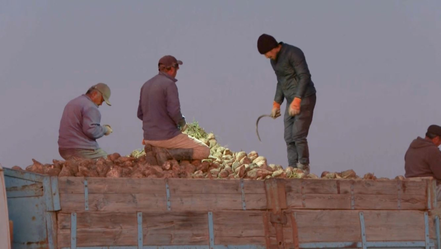 Жетісу облысында 528 мың тонна қызылша жиналады