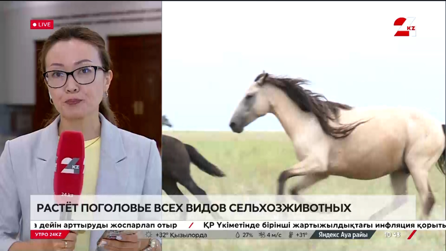 Растёт поголовье всех видов сельхозживотных. LIVE