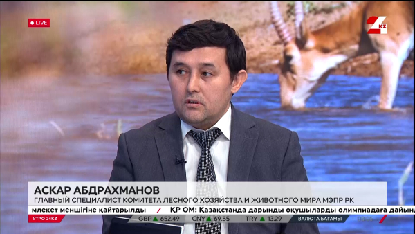 Как регулируют численность сайгаков в Казахстане. Аскар Абдрахманов