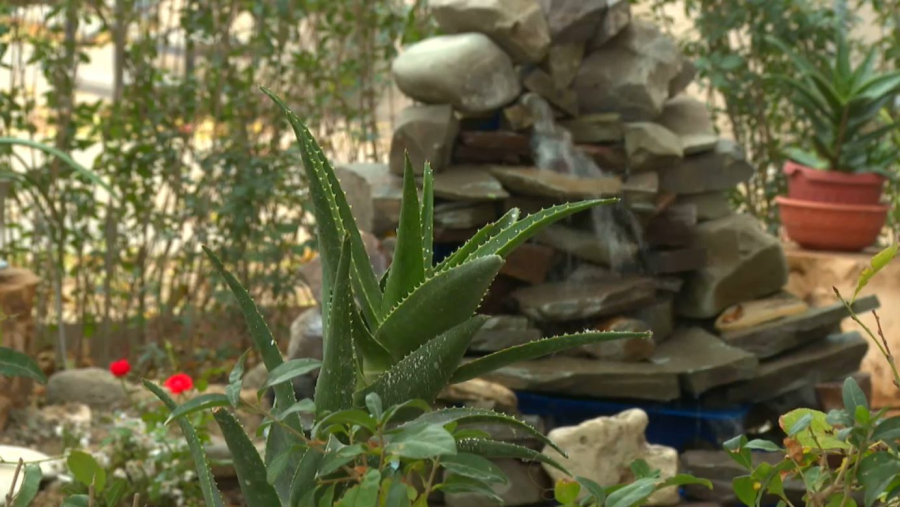 Ақтаулық азамат тұрғын үйдің ауласын гүлзар баққа айналдырды