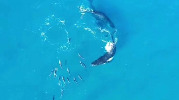 Учёные расшифровали загадочные звуки из Марианской впадины