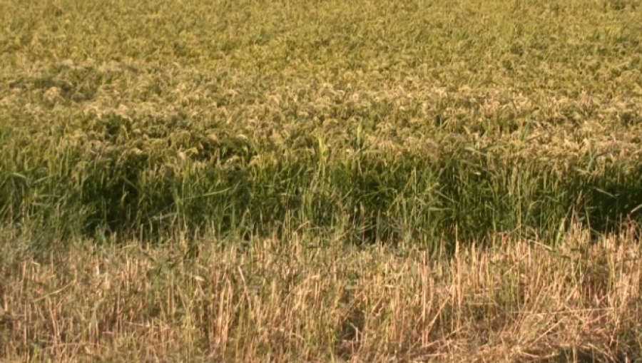 Аграрии Кызылординской области делают ставку на кукурузу