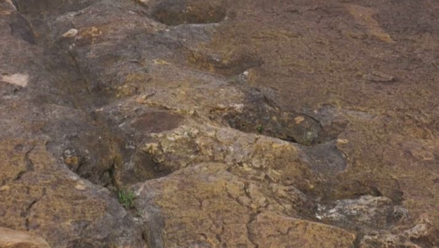 Следы динозавров обнаружили в Боливии