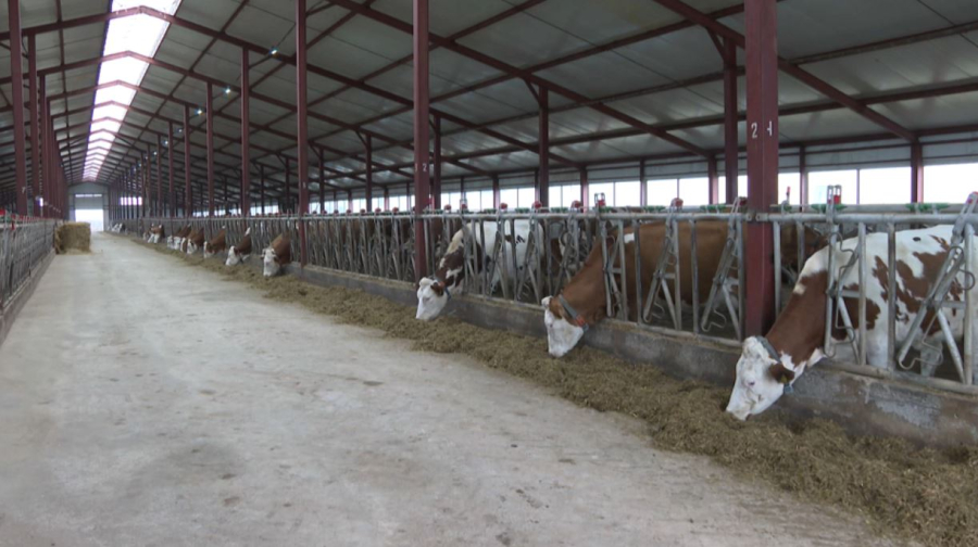 БҚО-да ірі қара саны бір миллионға жетті