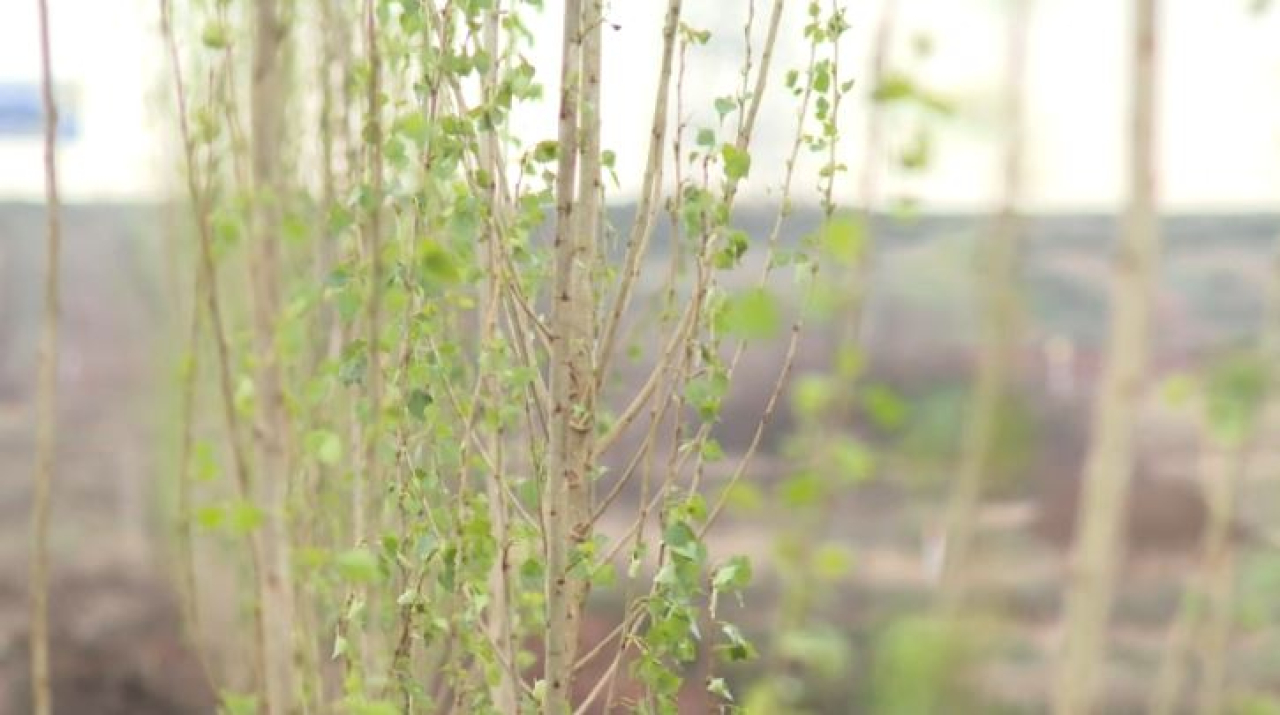 Проект по озеленению реализуют в Сатпаеве