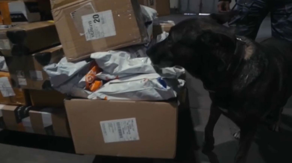 Есірткі сатумен айналысқандарға сот үкімі шықты