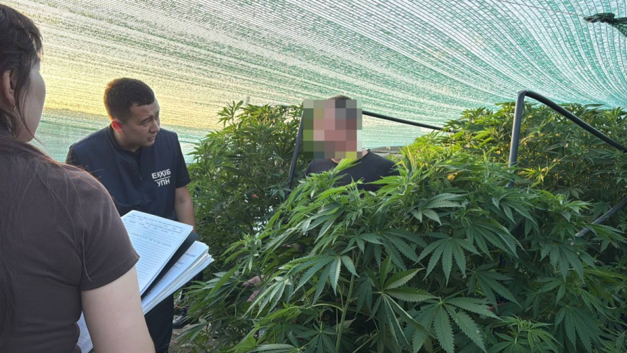 Полицейские выявили факт незаконного выращивания конопли в ЗКО