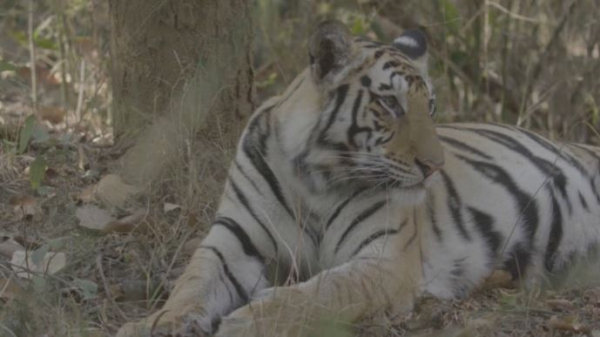 Популяция тигров в Индии выросла в два раза за последние 10 лет